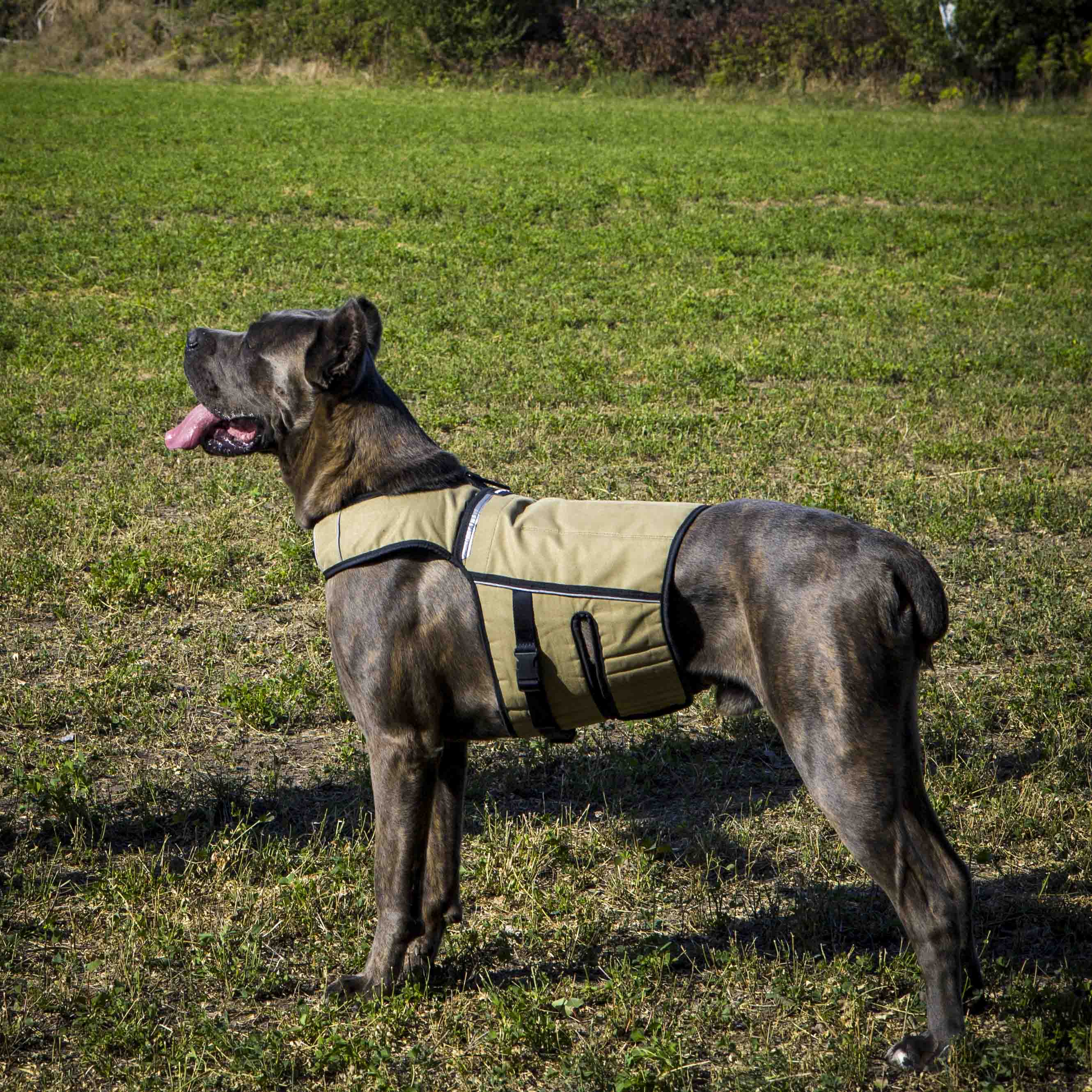 Bestia Dog Sport Weighted Harness