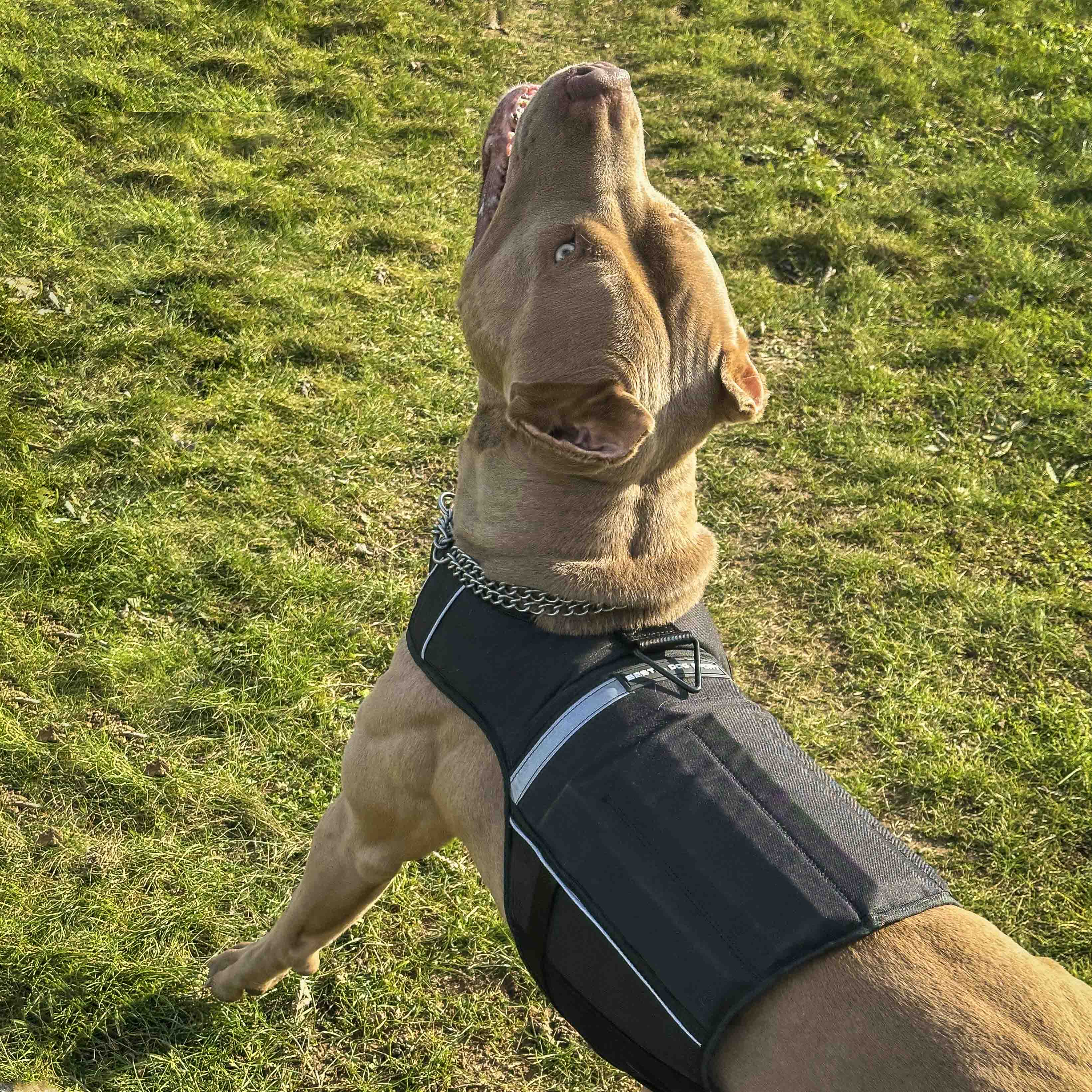 Bestia Dog Sport Weighted Harness